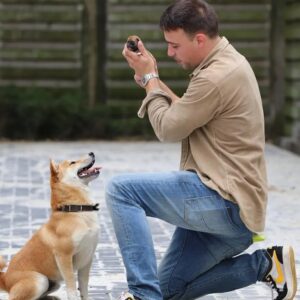 Betrouwbare shiba inu fokker in belgië 1