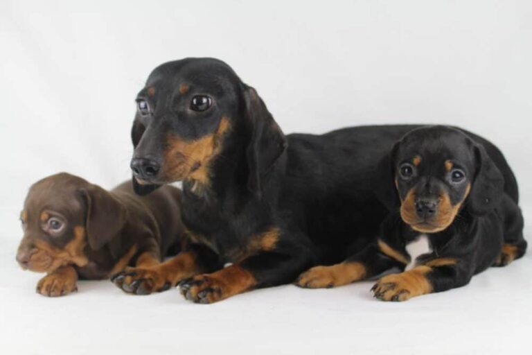 Dachshund (Small) puppies for sale