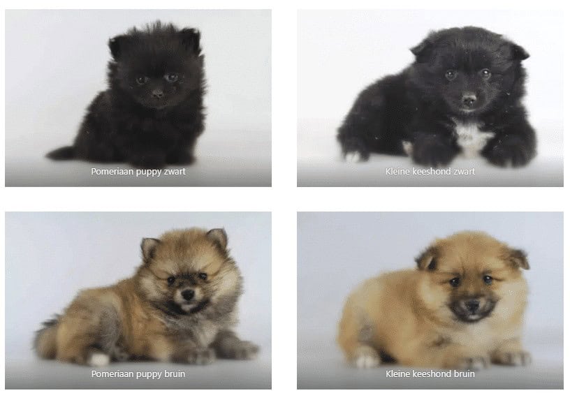What is the difference between a german spitz, pomeranian, small spitz, and dwarf spitz? 1 Difference spitz pomeranian