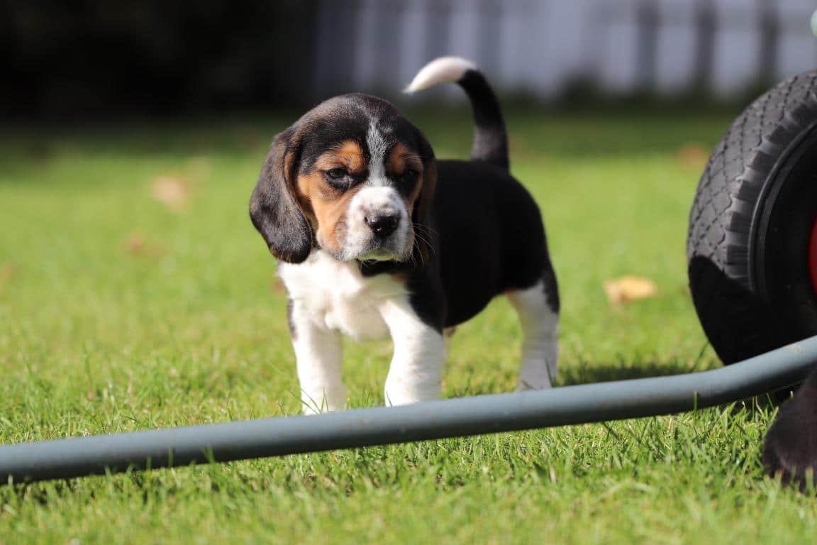 Waar vind ik een geweldig goede beagle fokker? 13 Beagle fokker