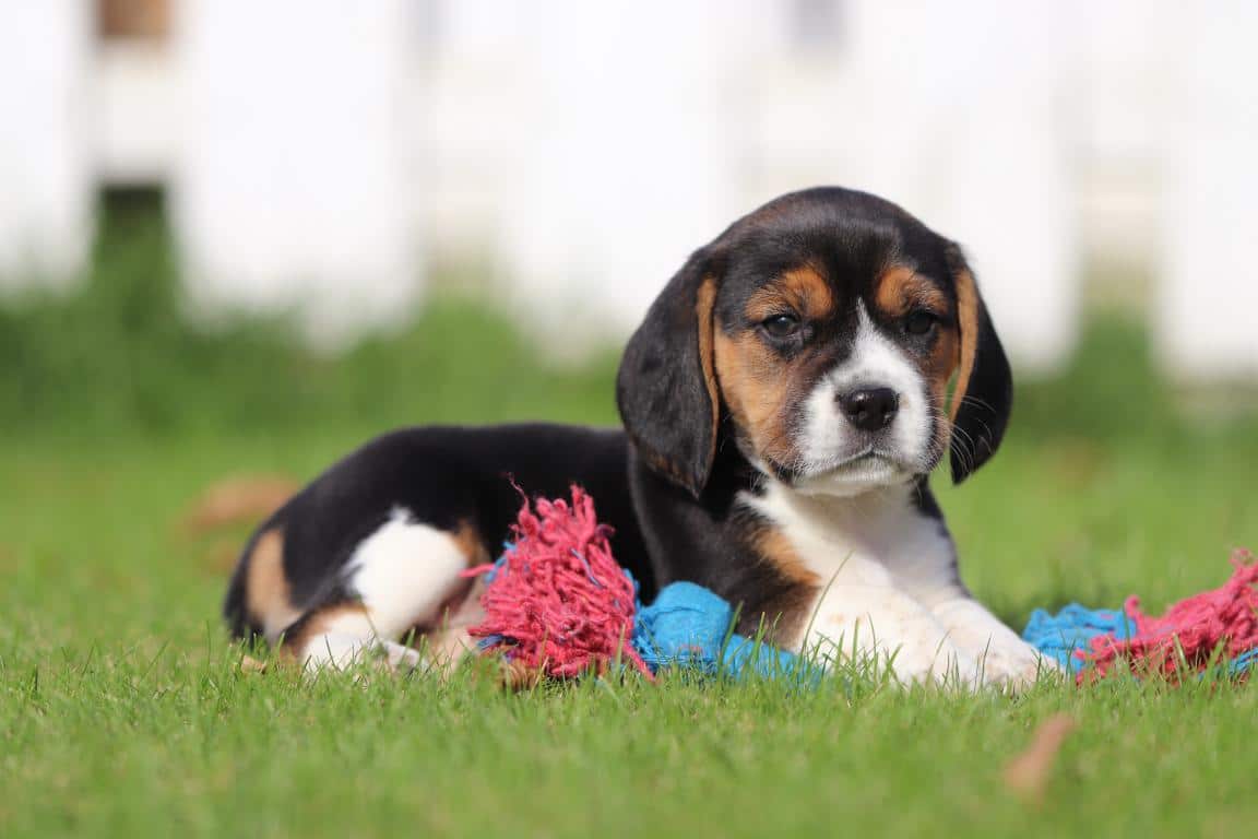 Schattige puppy met speelgoed op grasveld bij woefkesranch.