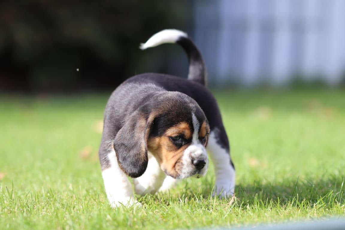 Schattige puppy in grasveld met achtergrond van tuin en schutting.