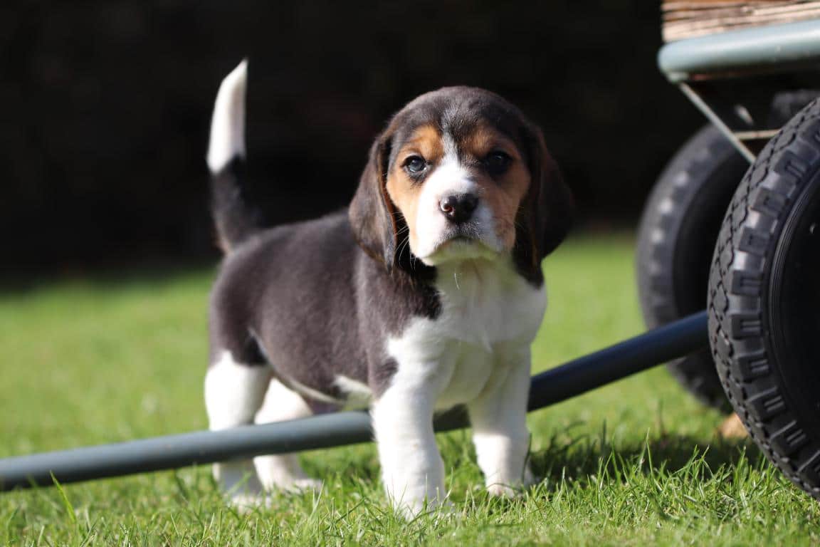 Beagle pup te koop