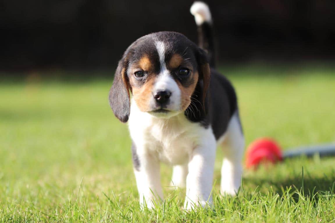 Schattige puppy op gras bij woefkesranch.