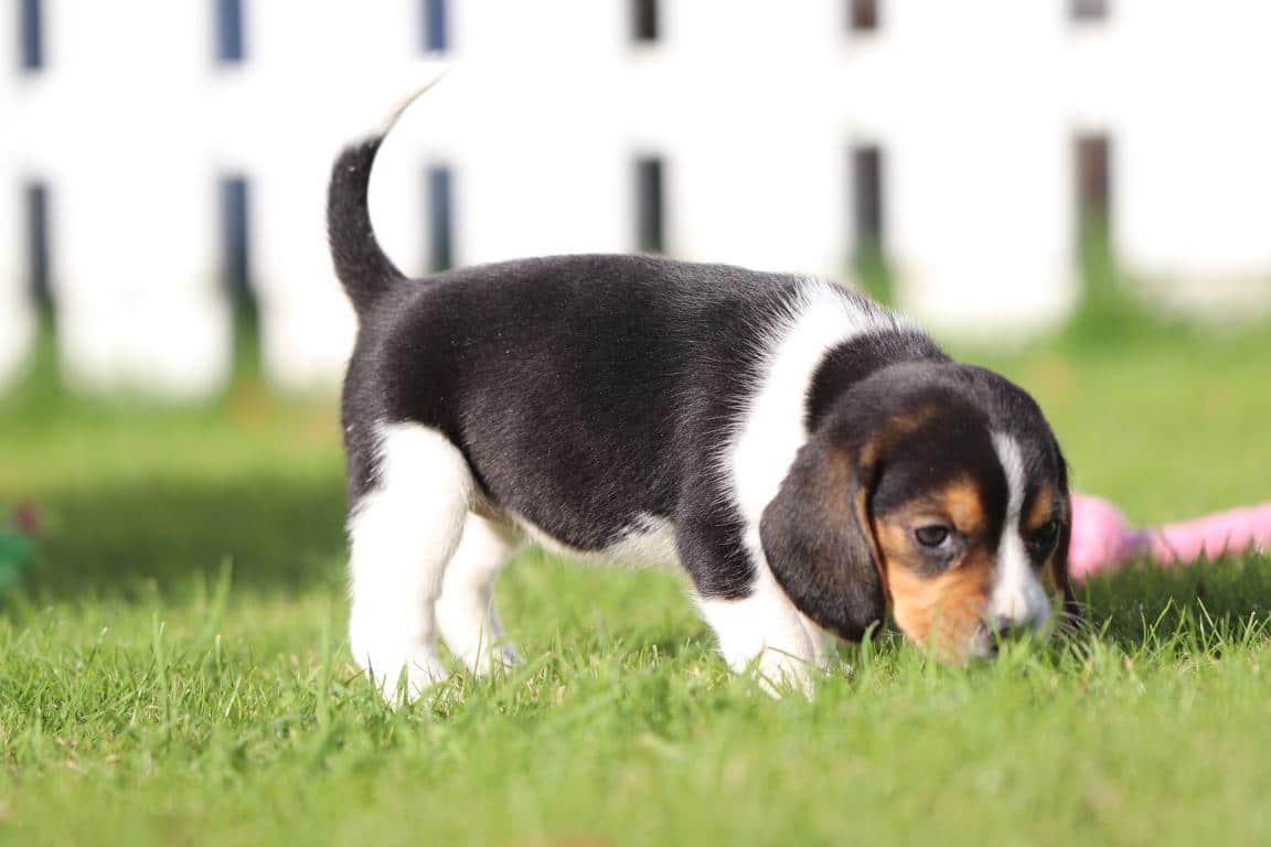 Schattige puppy snuffelt in gras op woefkesranch.