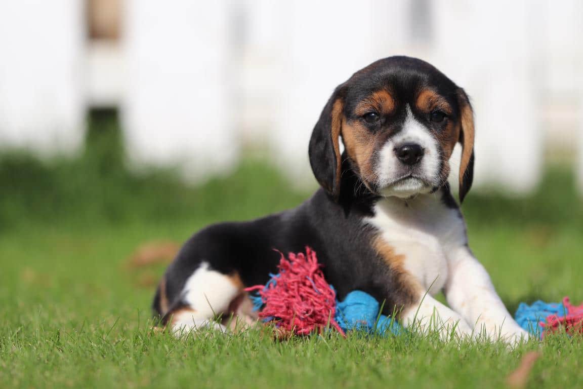 Schattige puppy met speelgoed op gras bij woefkesranch.