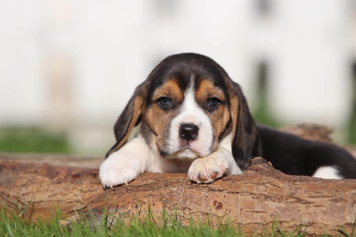 Schattige puppy ligt op een boomstam bij woefkesranch.