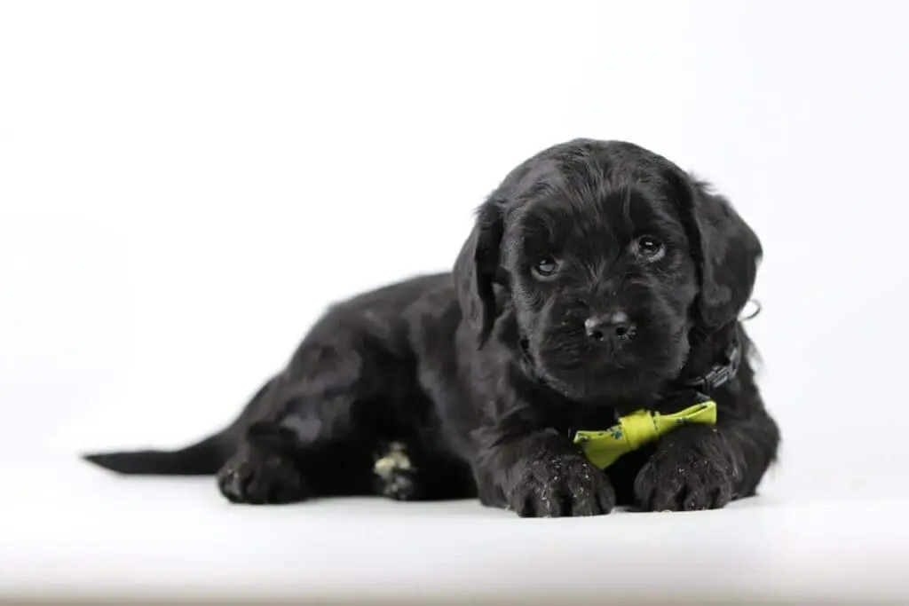 Labradoodle zonder wachtlijst: tips voor het vinden van een geweldige pup 4 Labradoodle pup vinden