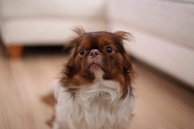 honden kalmeren