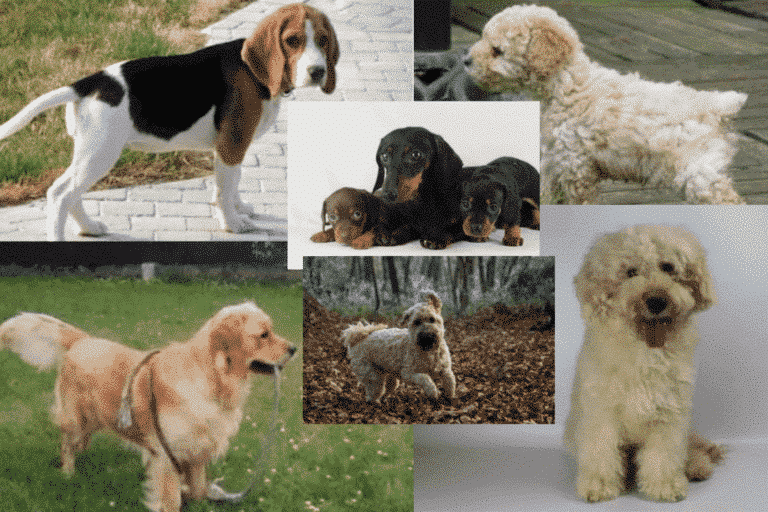 Long-eared Dog Breeds: 6 lovely dog breeds