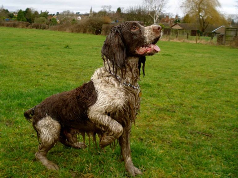 dirty-dog