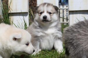 Pomsky reu 3630 1