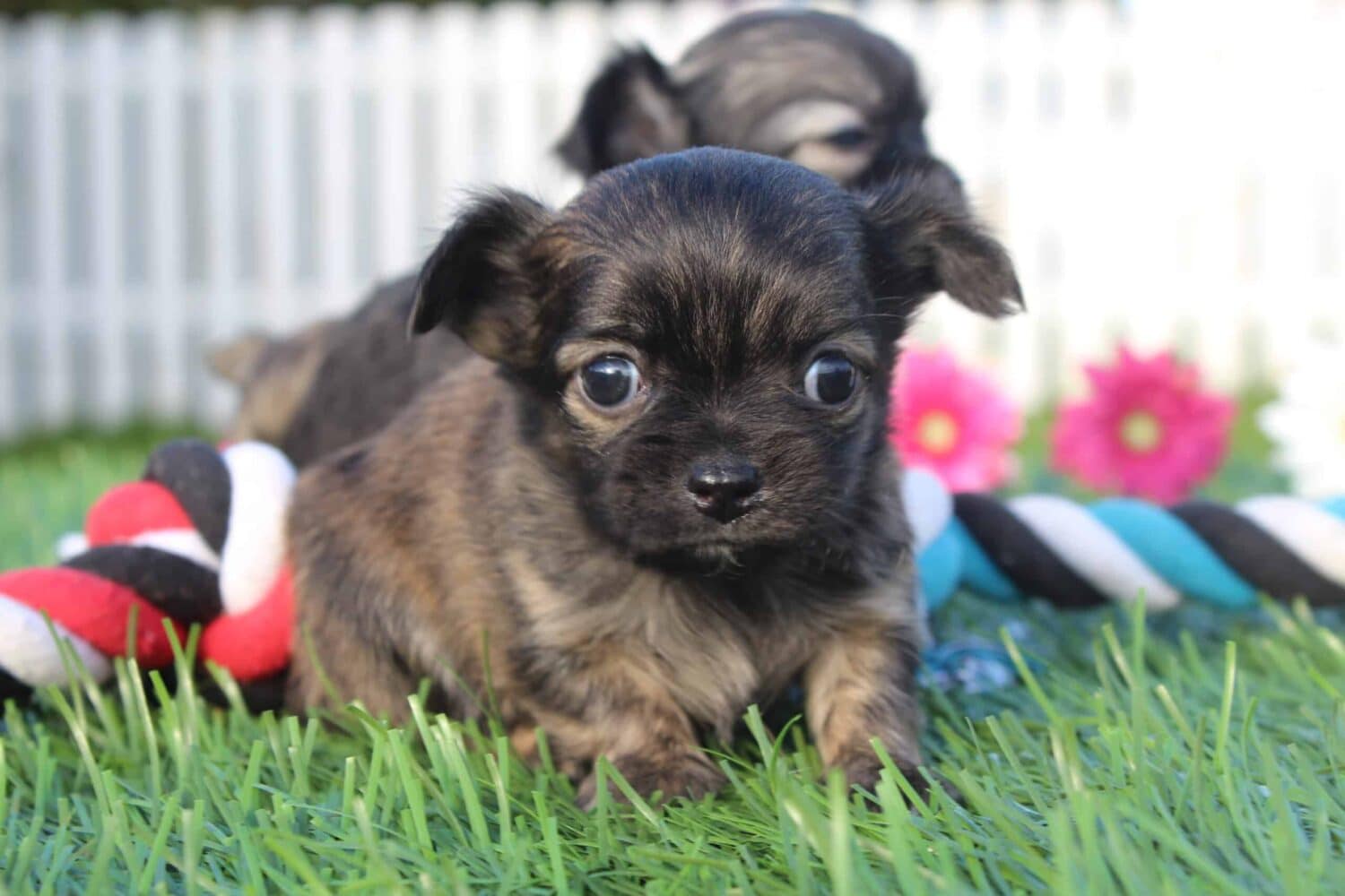 Chihuahua koop hondenfokker - Woefkesranch 2023