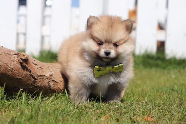 The lifespan of a Pomeranian: How old will your gorgeous Pomeranian get?