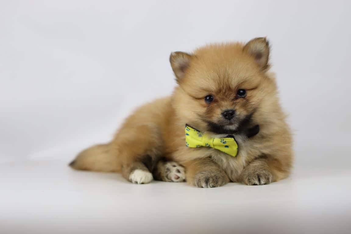 teacup pomeranians pomeranian shedding