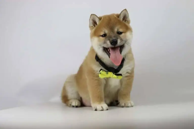 Shiba Inu kosten