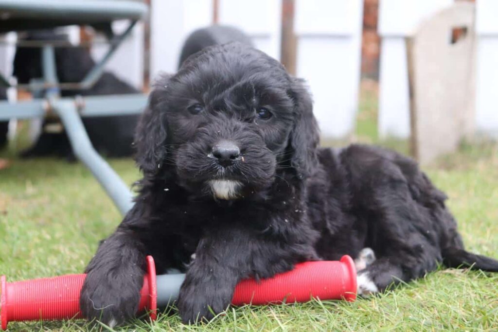 Goldendoodle welpen
