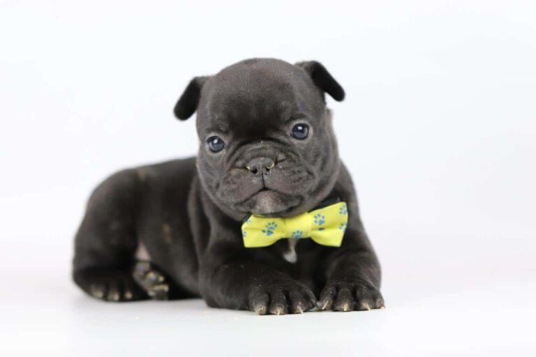 French Bulldog price: what does he cost