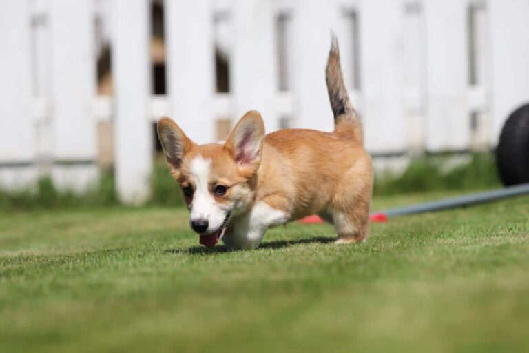Welsh corgi pembroke : 6 things you need to know about this great dog