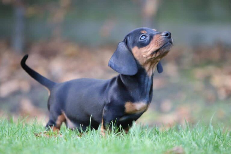 Character of a Dachshund, what temperament has this courageous dog?