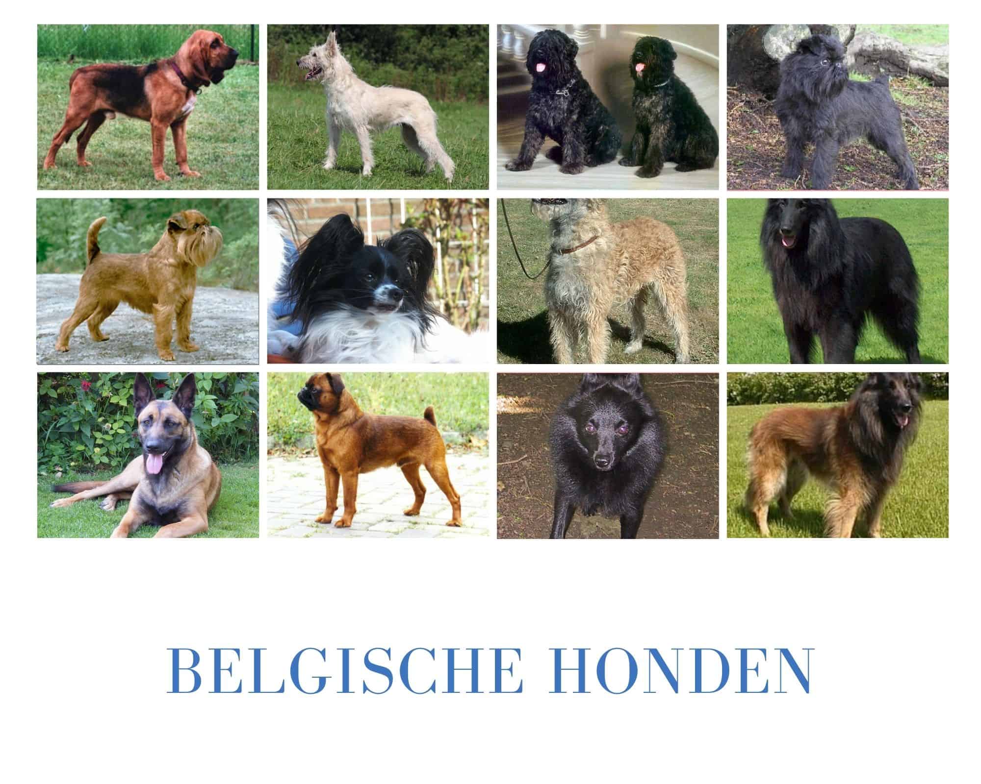 belgische honden