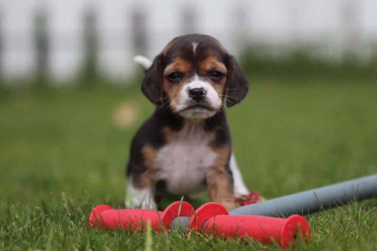 Beagle puppy zindelijk maken: Beste tips voor 2022
