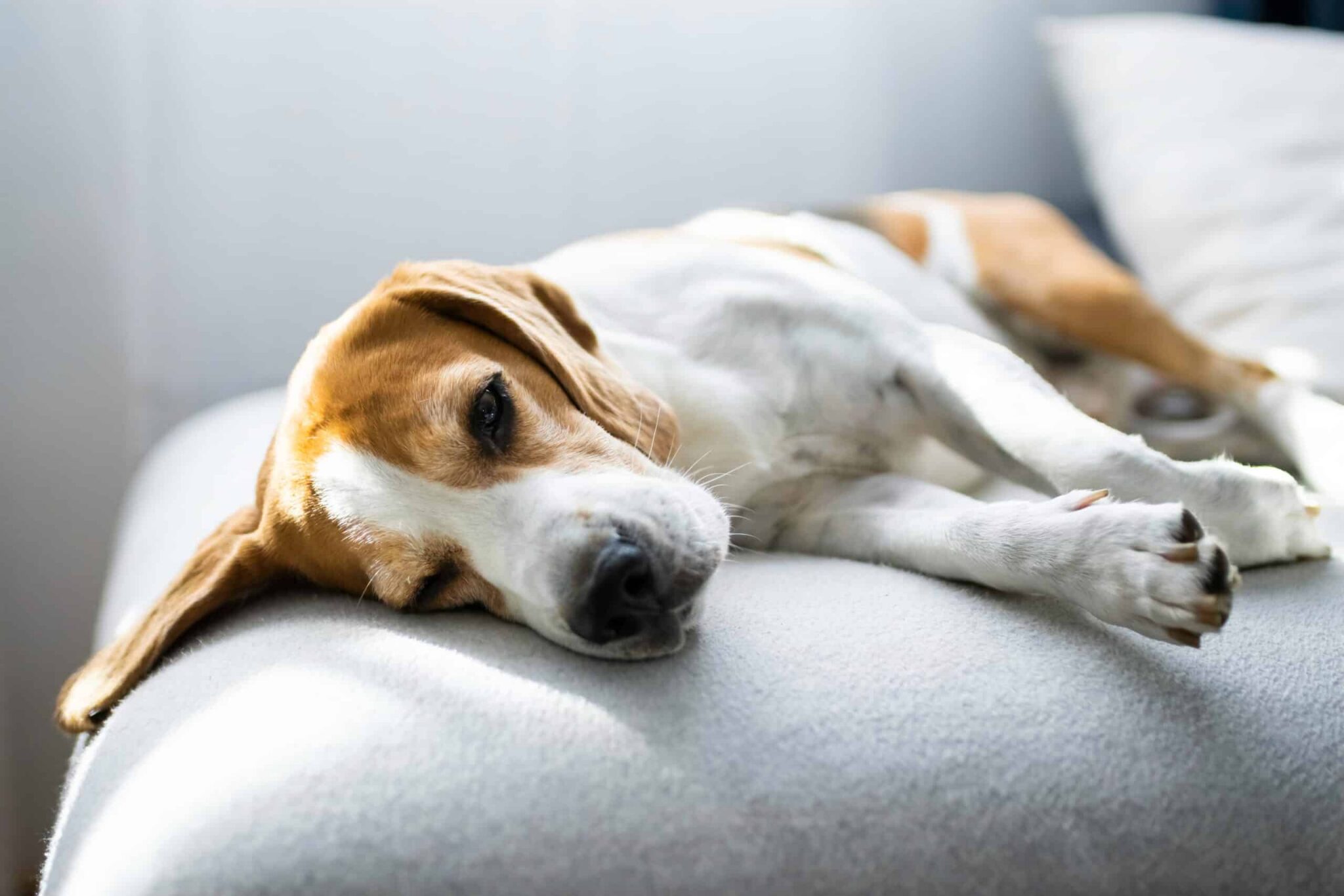 Beagle thuis alleen blijven