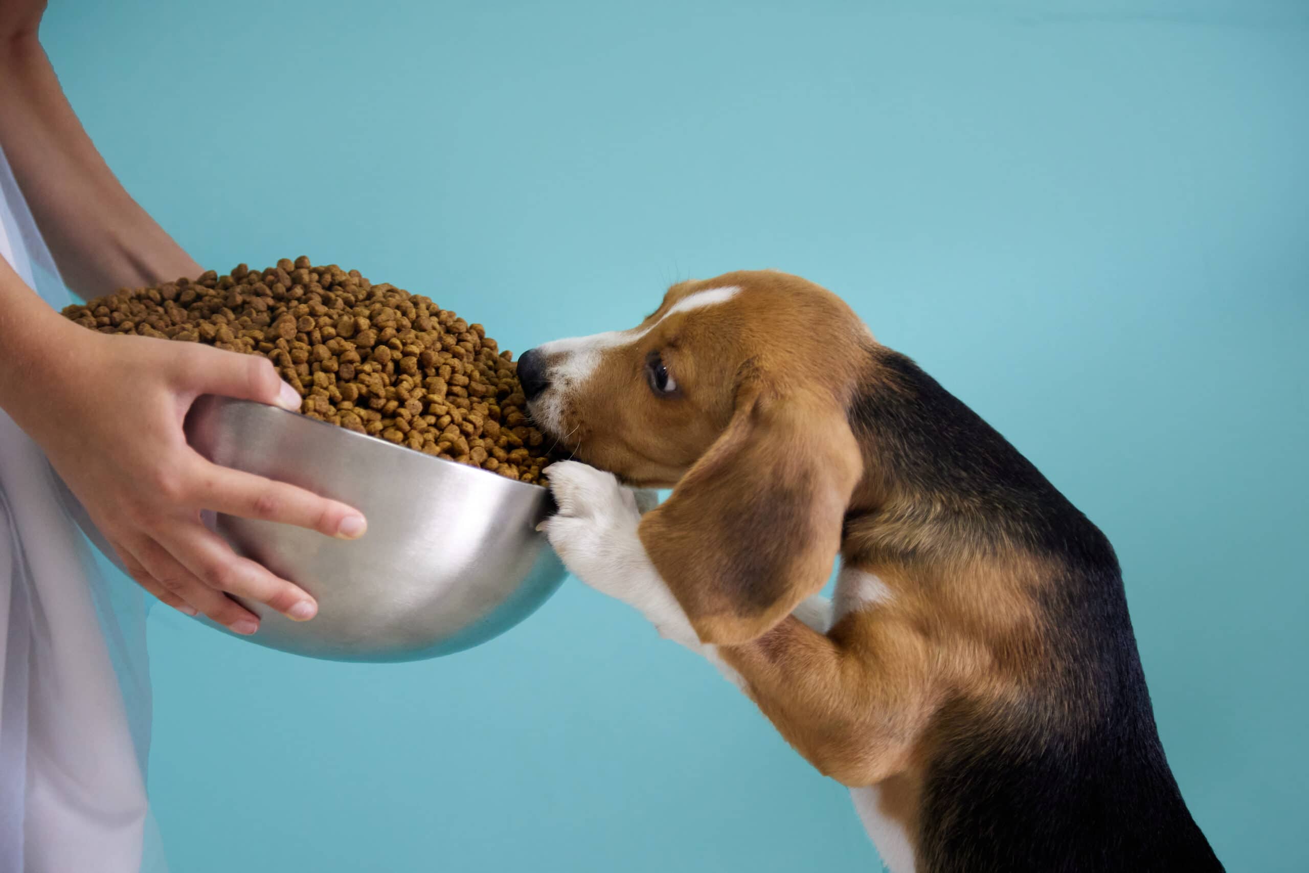 beagle voeding