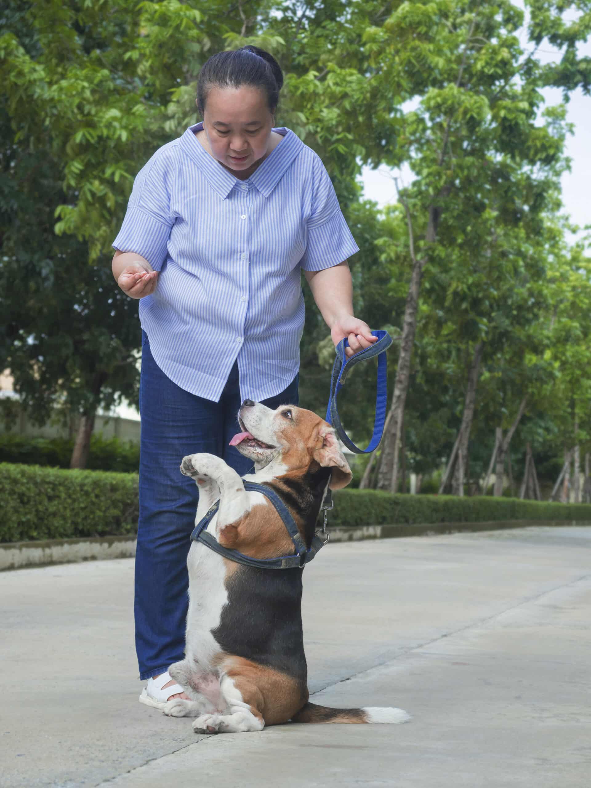 Pros and cons of beagles: are beagles good dogs in 2025?