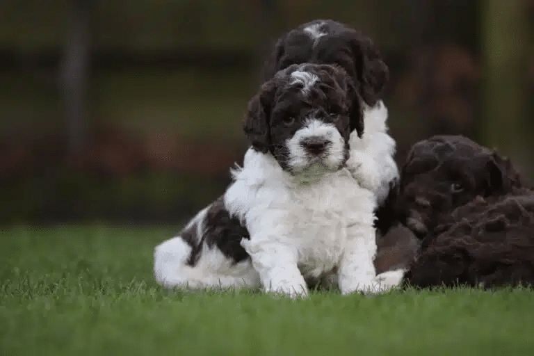 What do you need to know about the Lagotto Romagnolo?