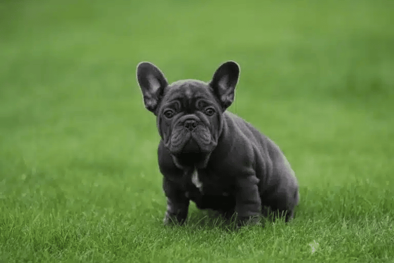 French Bulldog Overview