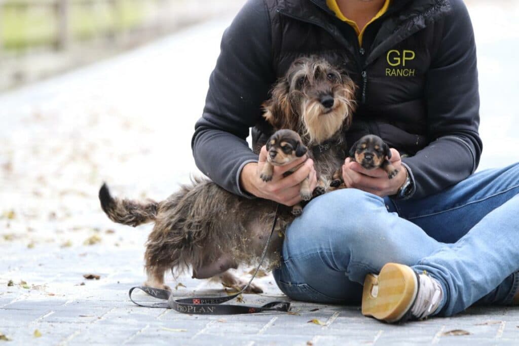 Belgian puppies dachshund