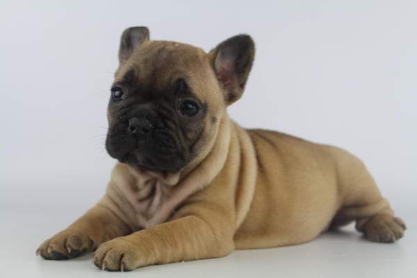 Franse bulldog pups te koop