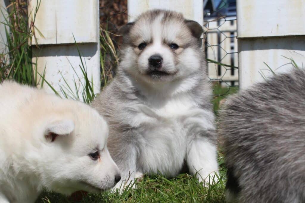 Pomsky pups for sale