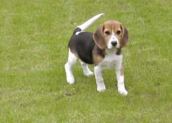 beagle breeder