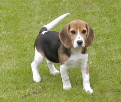 Adolescent beagle