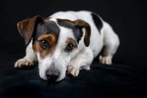 Jack russell hond