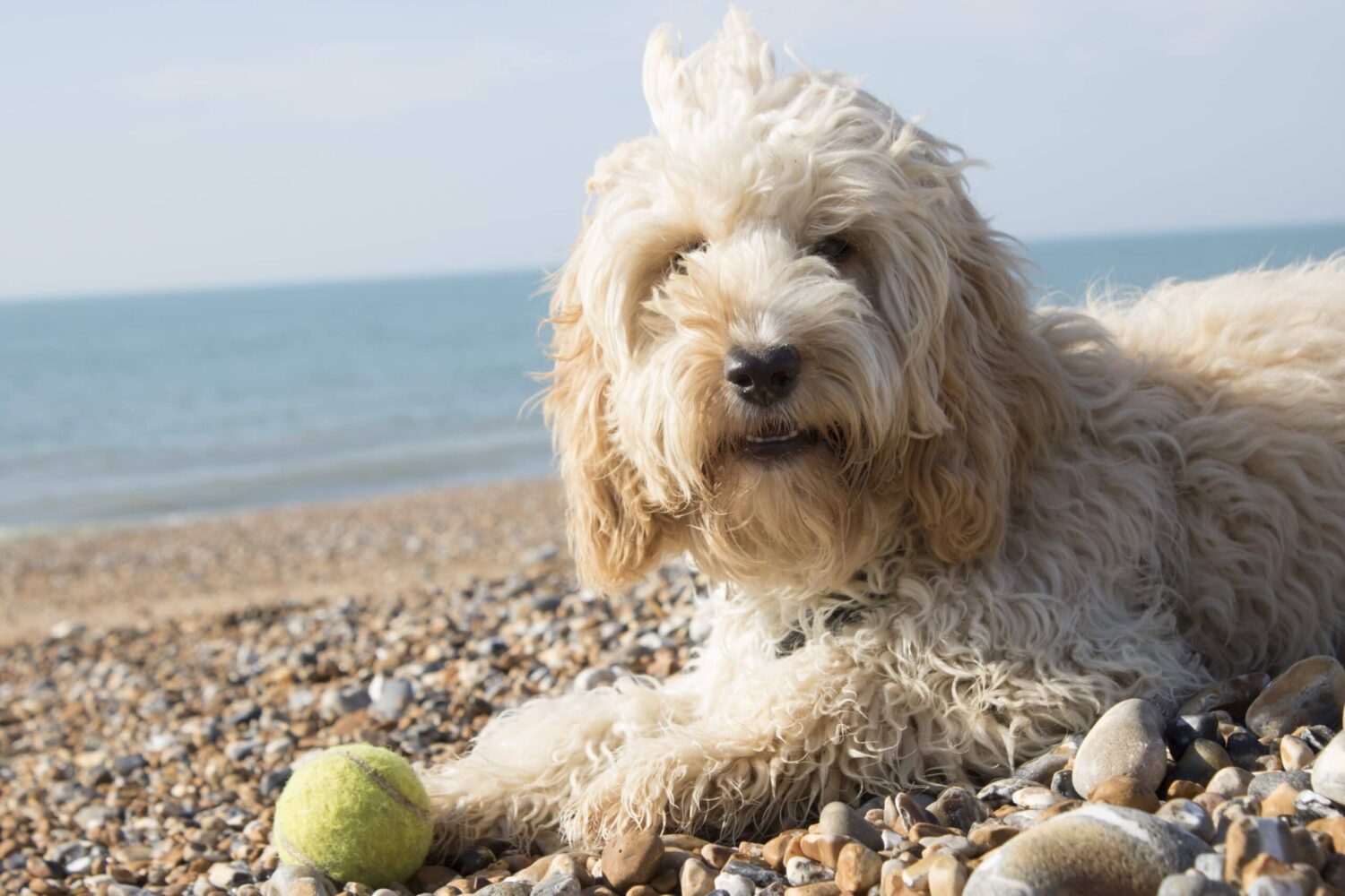 Cockapoo