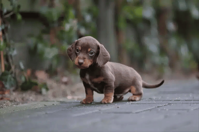 A doxie puppy