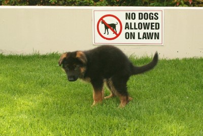 Make your puppy potty-trained
