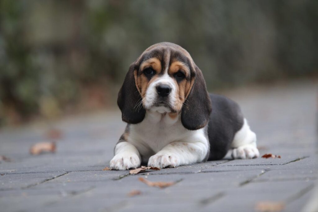 Beagle hond puppy