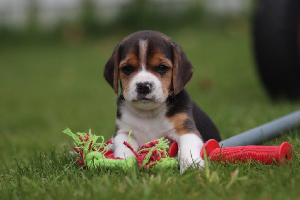 Beagle pups karakter