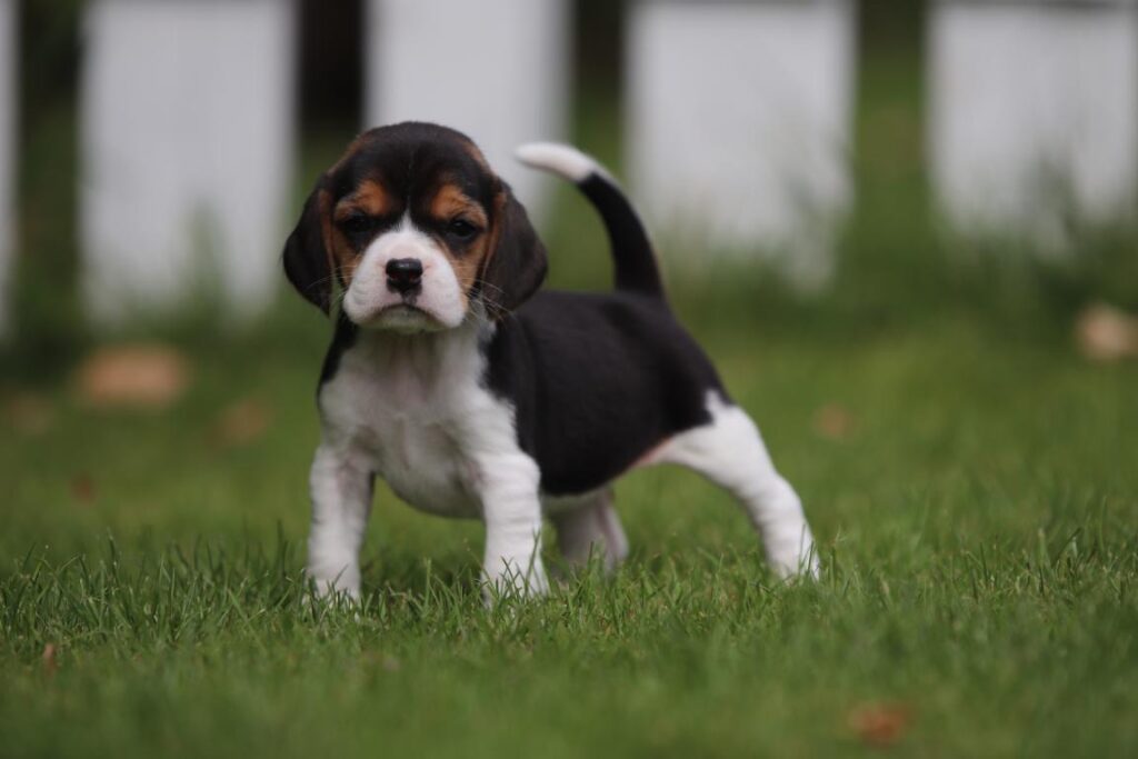 House training beagle puppy