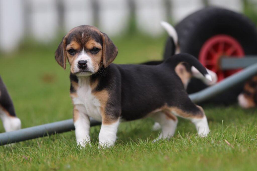 Beagle pups adoptie