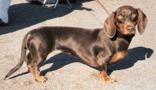 Dachshund liver and tan