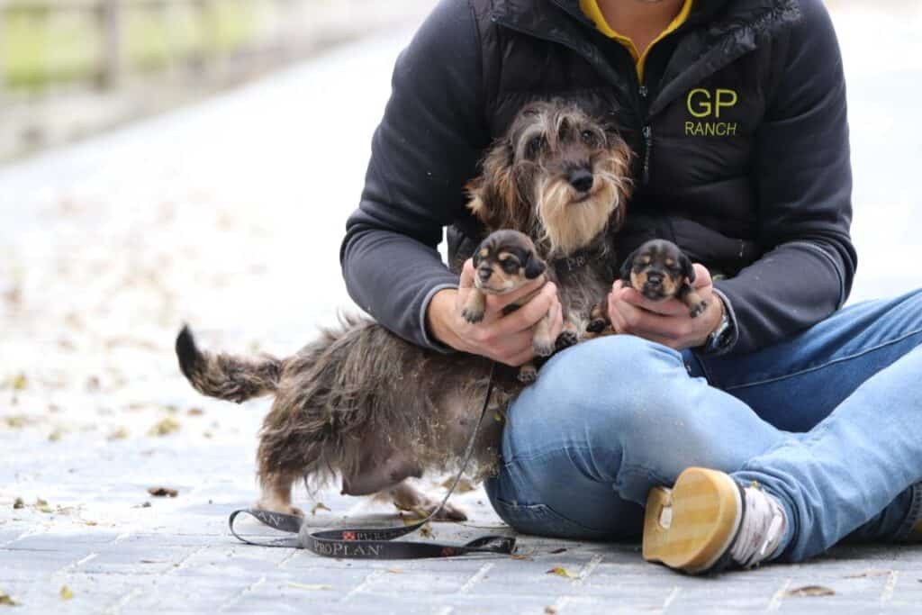 Belgische pups Teckel