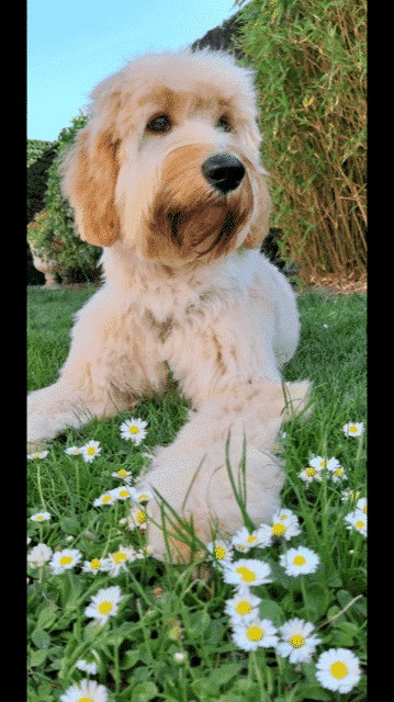 Schattige puppy in groene tuin met bloemen, perfect voor hondenliefhebbers.