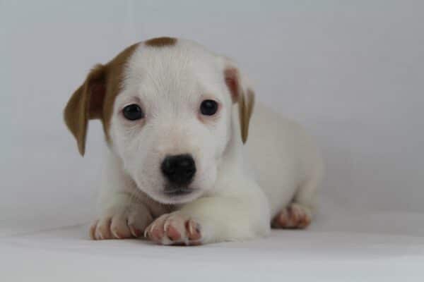 Buy Jack Russell terrier from breeder