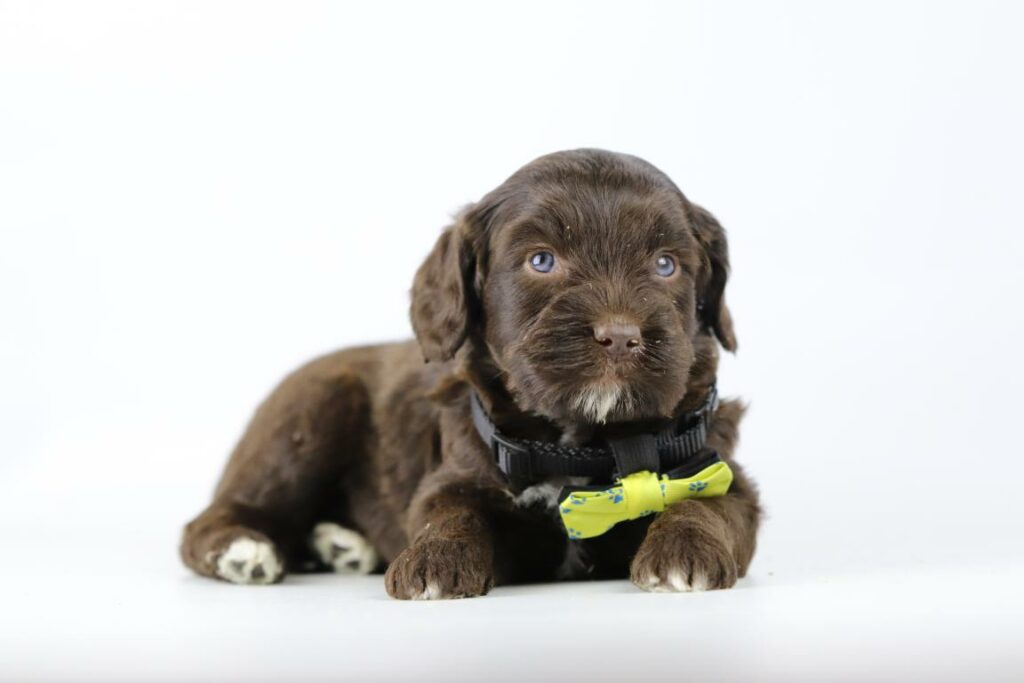 Labradoodle breeder