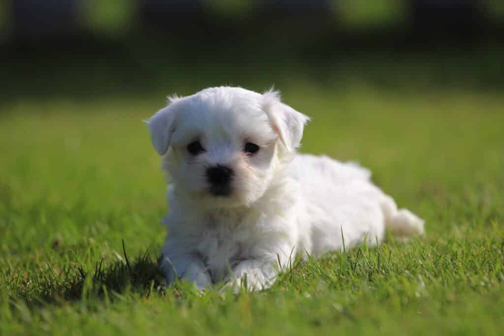 Maken Promoten halen Kleine honden, hondenrassen tot 30 cm hoog - Woefkesranch 2023